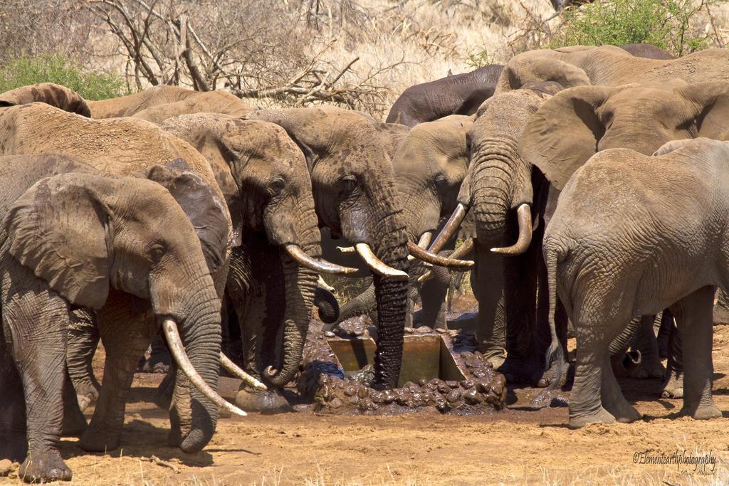 Elerai Camp Hotel Amboseli Eksteriør billede