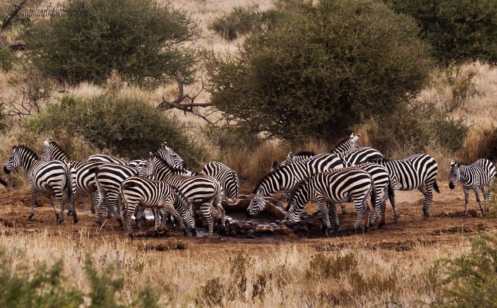 Elerai Camp Hotel Amboseli Eksteriør billede