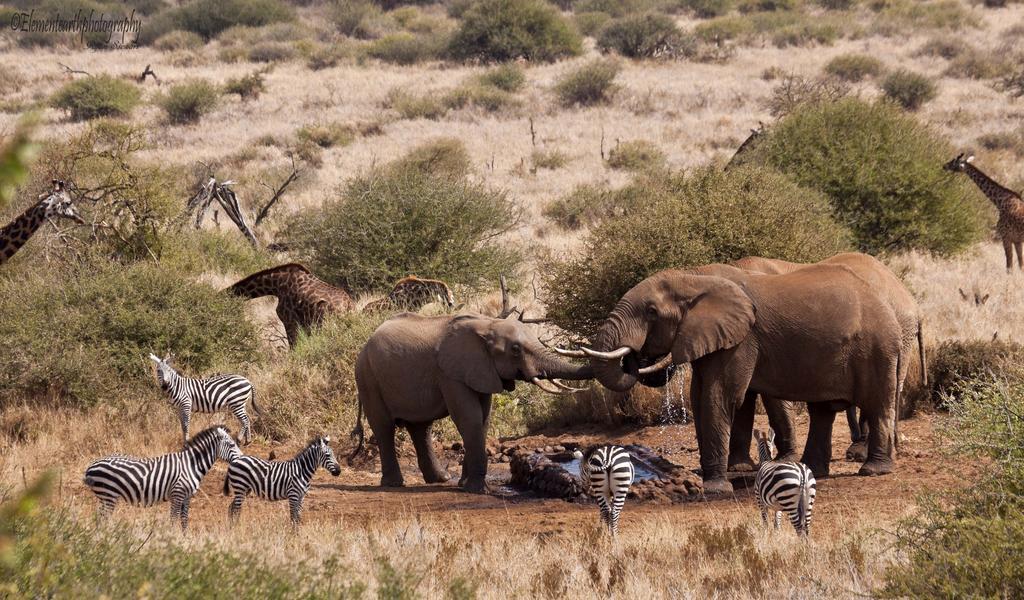 Elerai Camp Hotel Amboseli Eksteriør billede