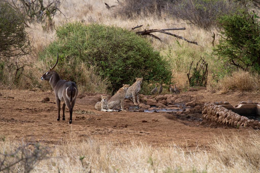 Elerai Camp Hotel Amboseli Eksteriør billede