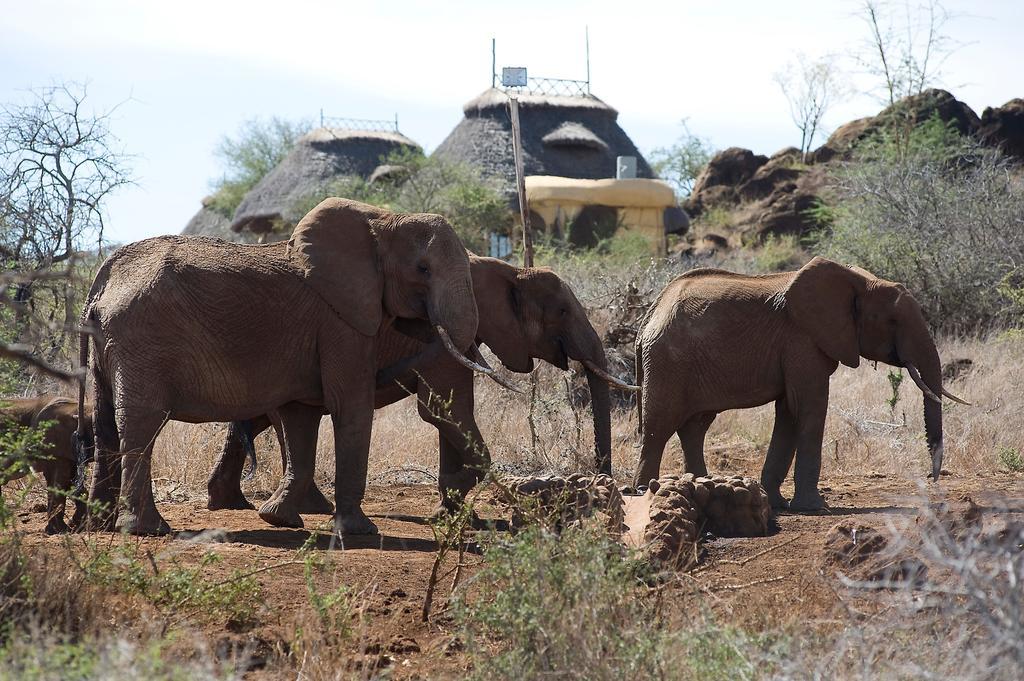 Elerai Camp Hotel Amboseli Værelse billede