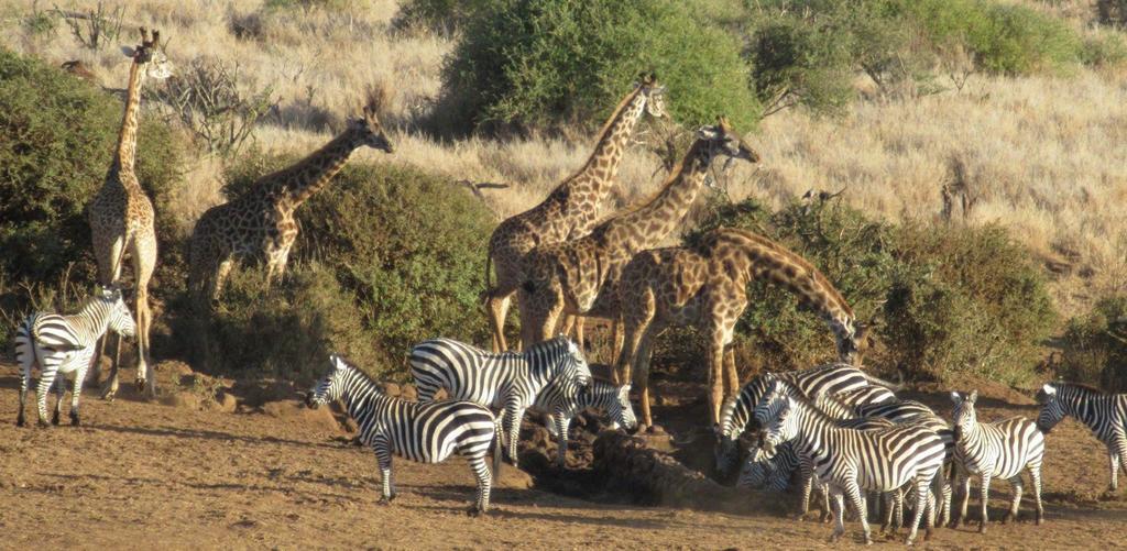 Elerai Camp Hotel Amboseli Eksteriør billede